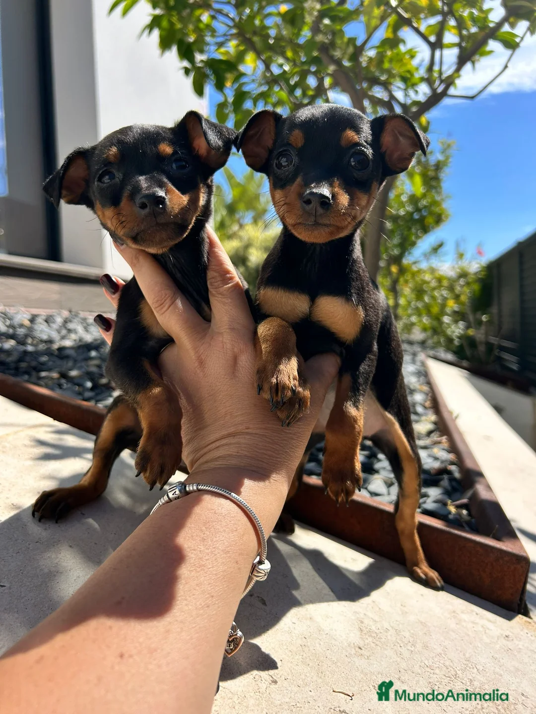 Pinscher Miniatura perros en venta: Pinscher miniatura  - Anuncio 1