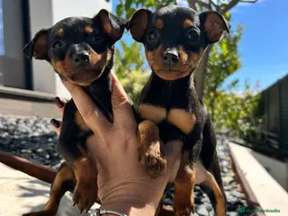 Pinscher Miniatura perros Pinscher miniatura - Anuncio 2