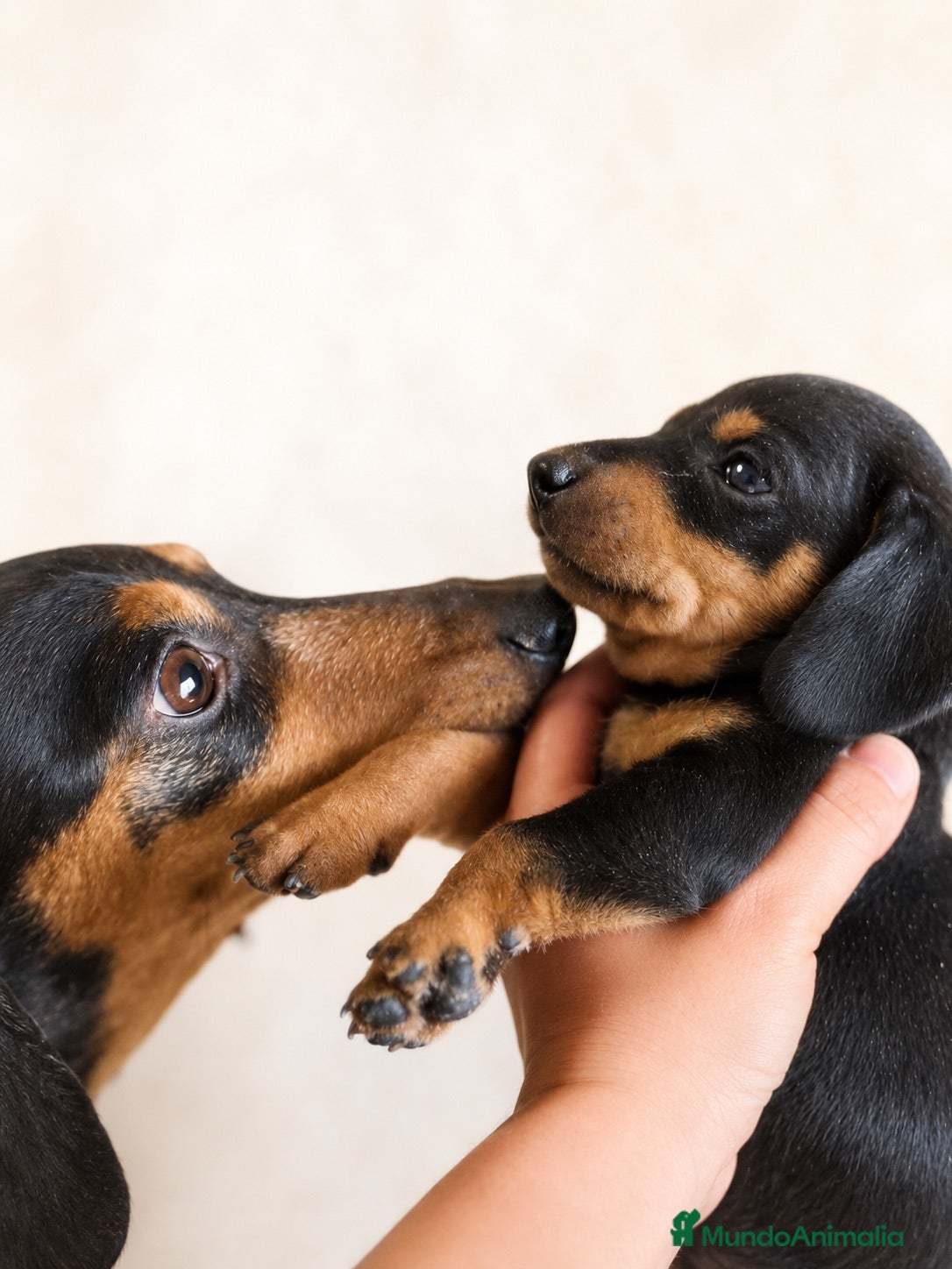 Teckel Miniatura perros ULTIMOS MACHOS TECKEL ECONÓMICO  - Anuncio 1