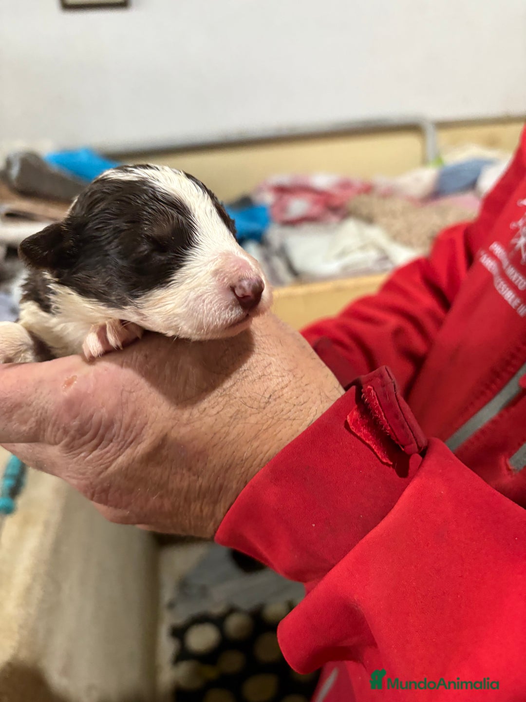 Border Collie perros en venta: Cachorros border collie machos y hembras varios  - Anuncio 35