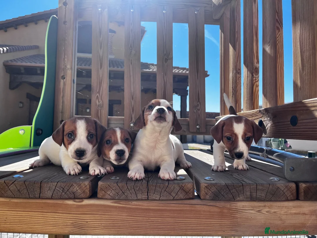 Jack Russell Terrier perros en venta: Jack russell  - Anuncio 2