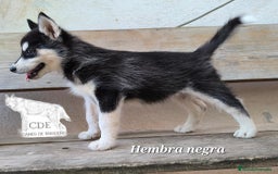 Husky Siberiano perros en venta: Husky siberiano de calidad - Imagen 4