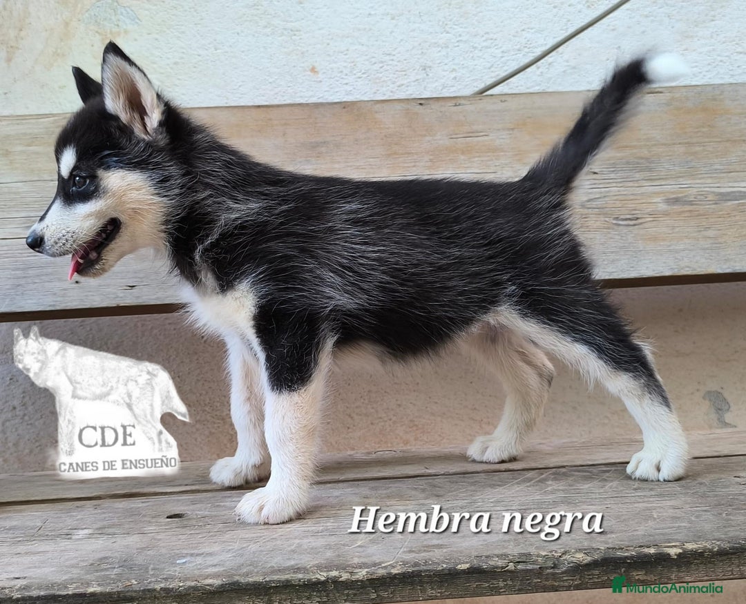 Husky Siberiano perros en venta: Husky siberiano de calidad - Imagen 4