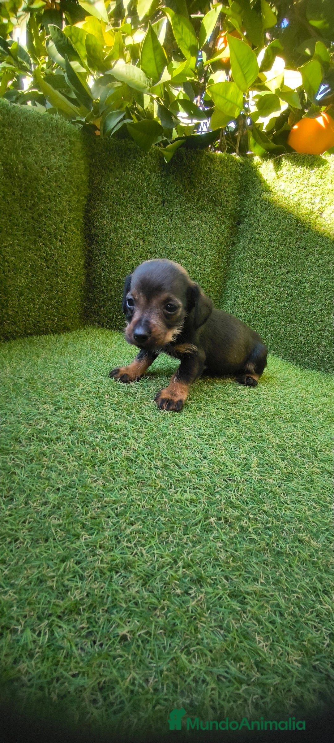 Teckel Miniatura perros en venta: camada teckel miniatura  - Anuncio 14
