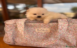 Pomerania perros en venta: Pomeranias Minis caritas de osito  - Imagen 7