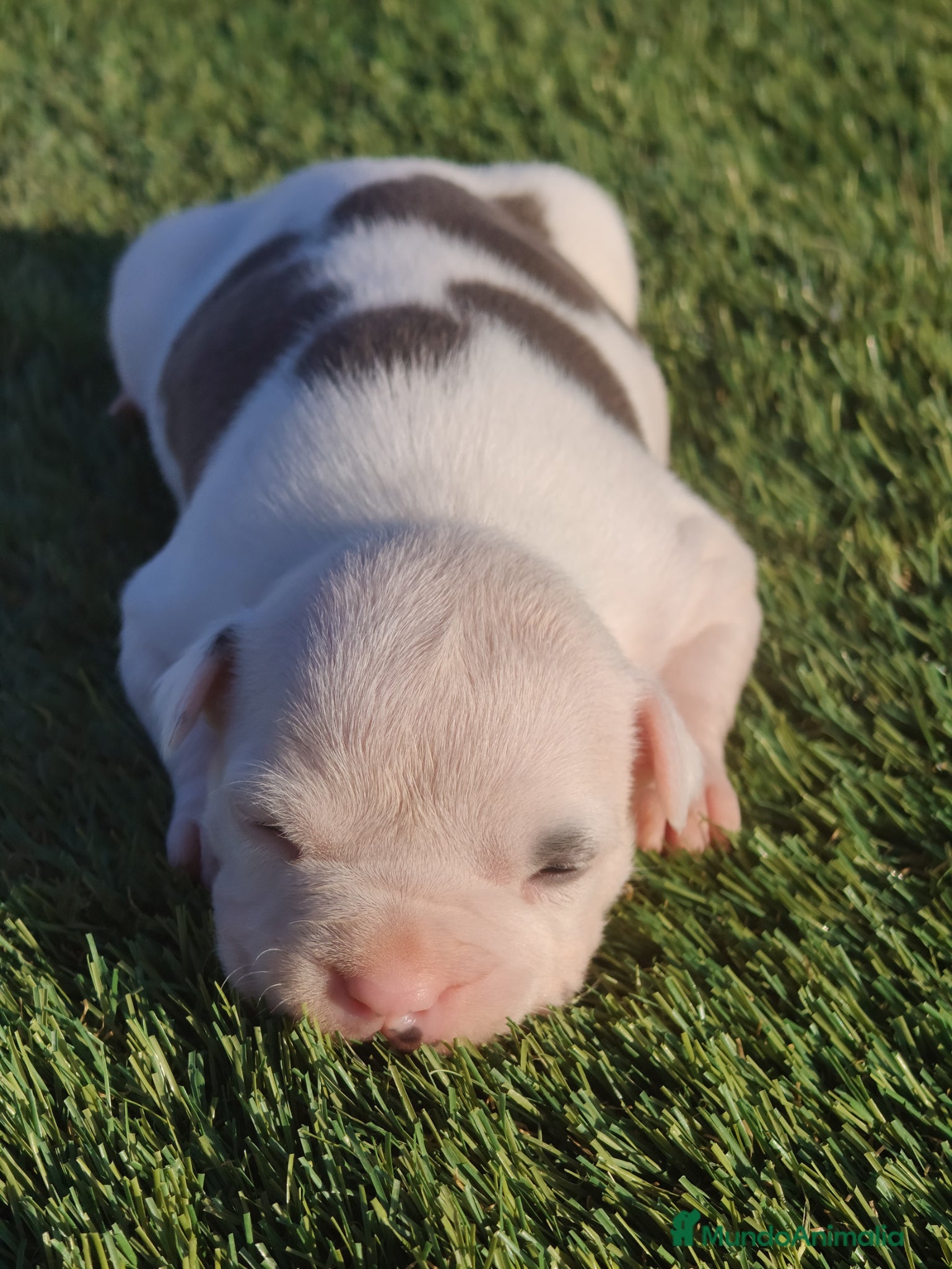 American Staffordshire-Terrier perros en venta: PEDIGREE AMERICAN STAFFORDSHIRE TERRIER BLUE  - Anuncio 6