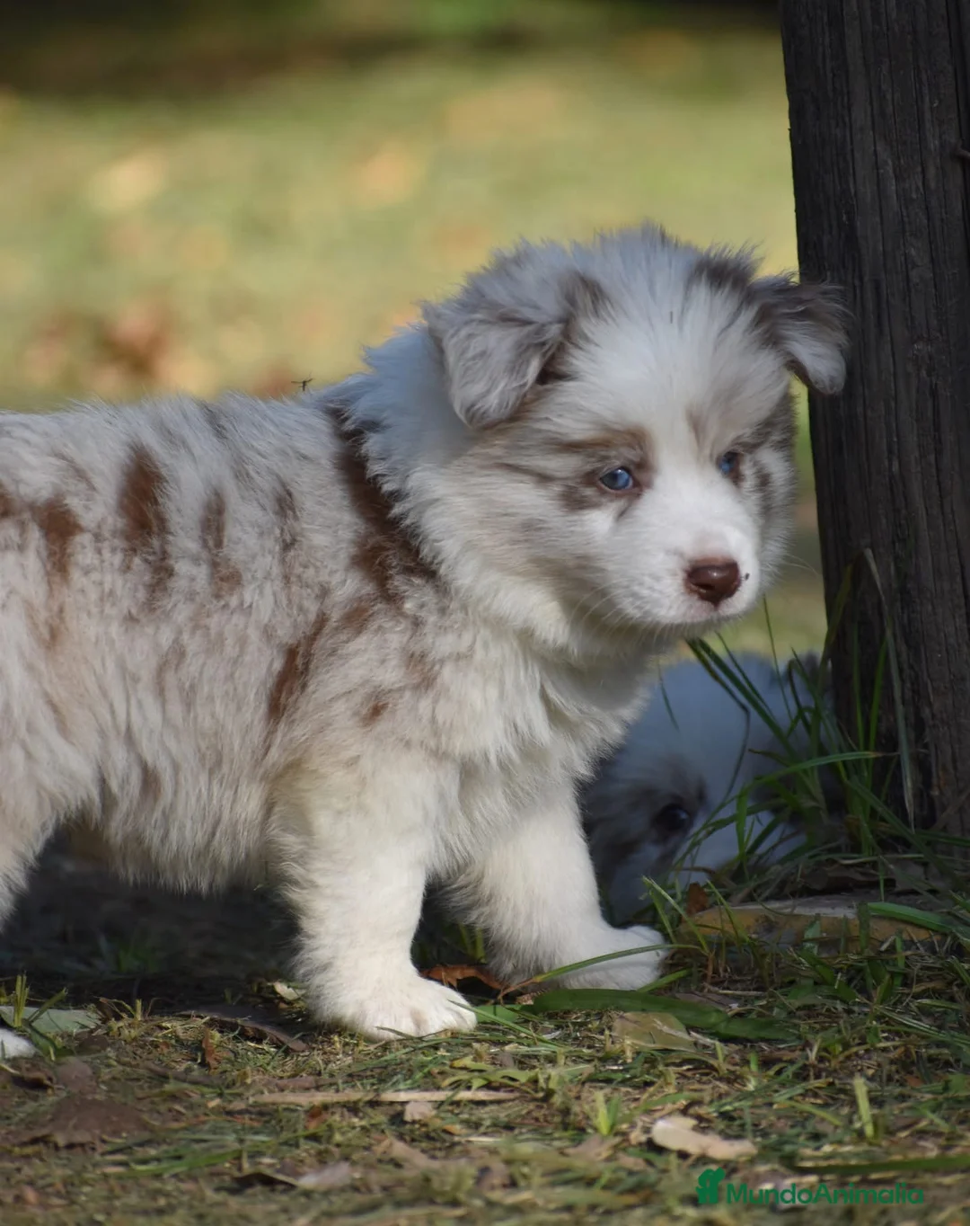 Border Collie perros en venta: BORDER COLLIE CACHORROS DESDE 350 € !!! - Anuncio 3