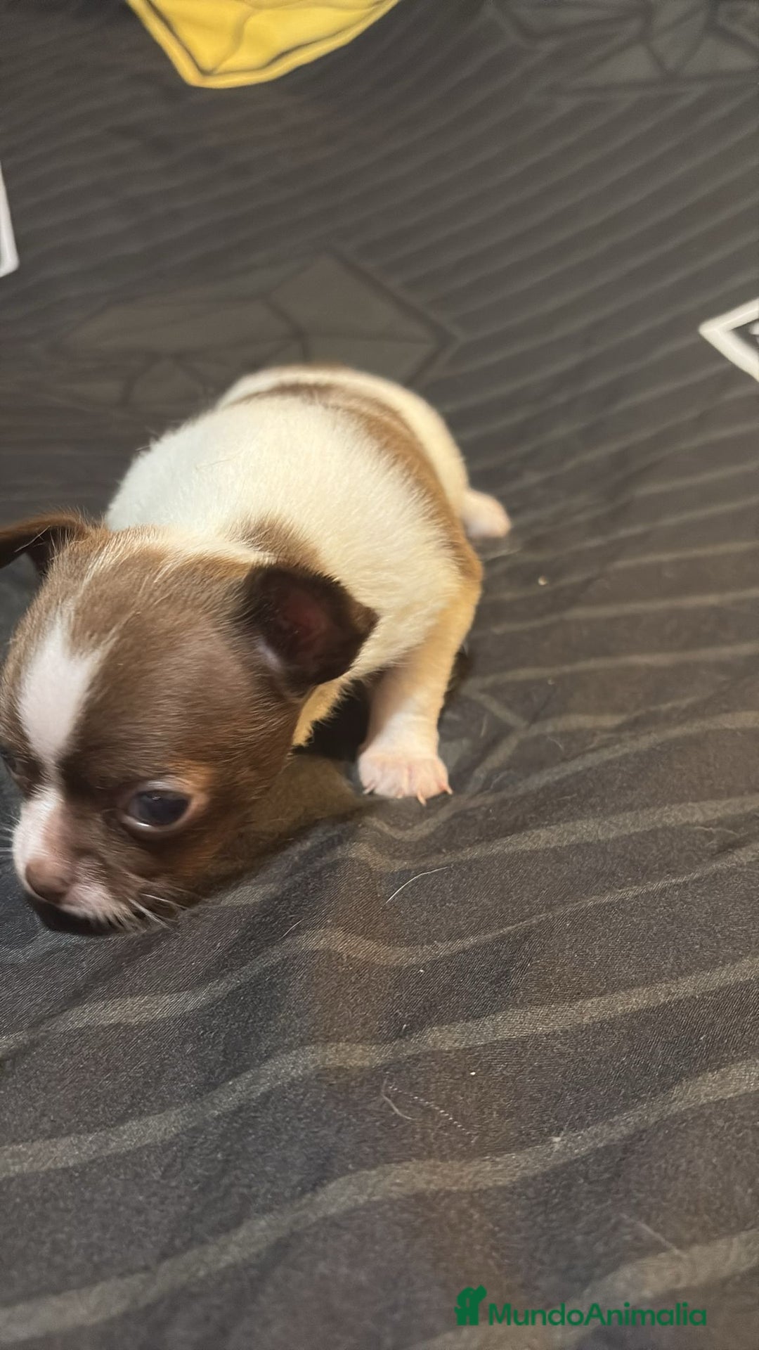 Chihuahua perros en venta: Chihuahua toy linea rusa  - Imagen 8