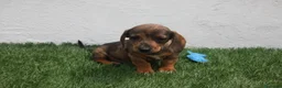 Teckel Miniatura perros en venta: Teckel Miniatura  - Anuncio 25