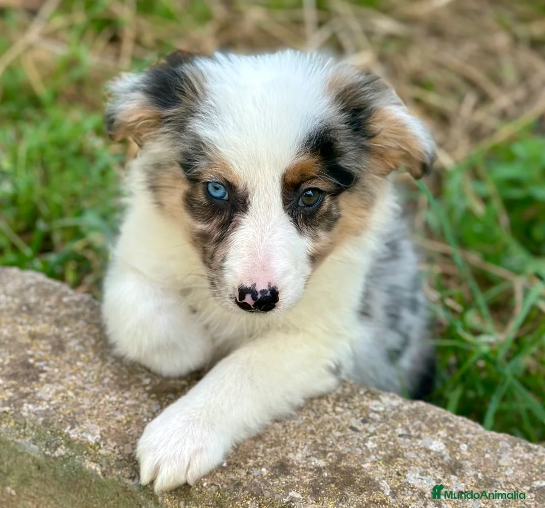 Border Collie perros en venta: EXCLUSIVA BORDER COLLIE TRI MERLE OJOS DISPARES en Barcelona - Anuncio 4