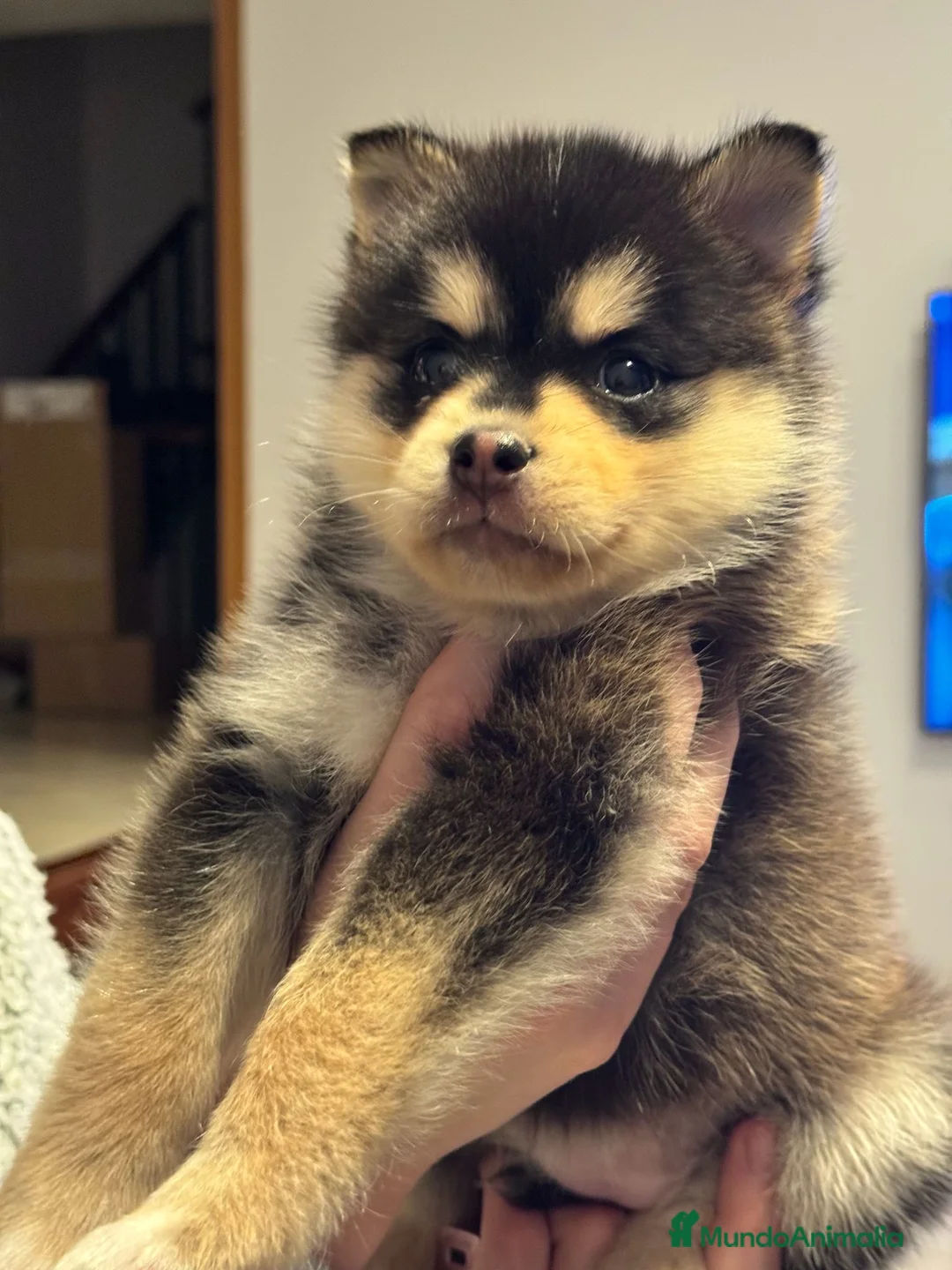 Pomsky perros en venta: Pomsky  - Anuncio 1