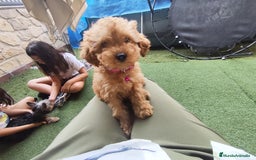 Caniche Toy perros en venta: Cachorros caniche rojo - Imagen 1