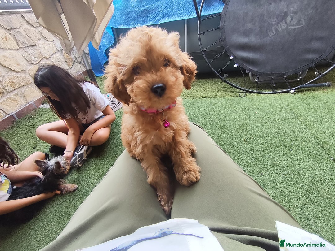 Caniche Toy perros en venta: Cachorros caniche rojo - Imagen 1