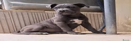 Cane Corso perros en venta: Cane Corso - Anuncio 1