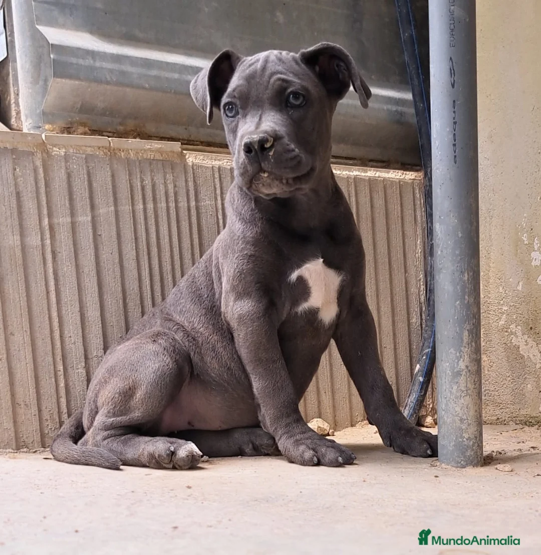 Cane Corso perros en venta: Cane Corso - Anuncio 1