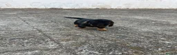 Teckel perros en venta: Teckel - Anuncio 5