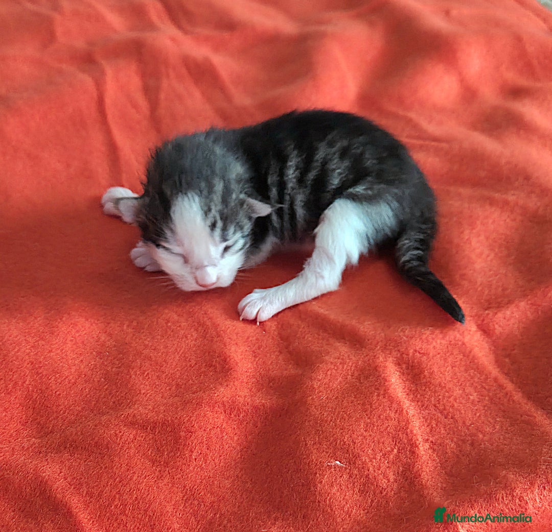 Bosque de Noruega gatos en venta: Gatitos bosques de noruega  - Anuncio 5