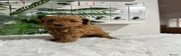 Caniche Enano perros en venta: CANICHE ENANO - Anuncio 7