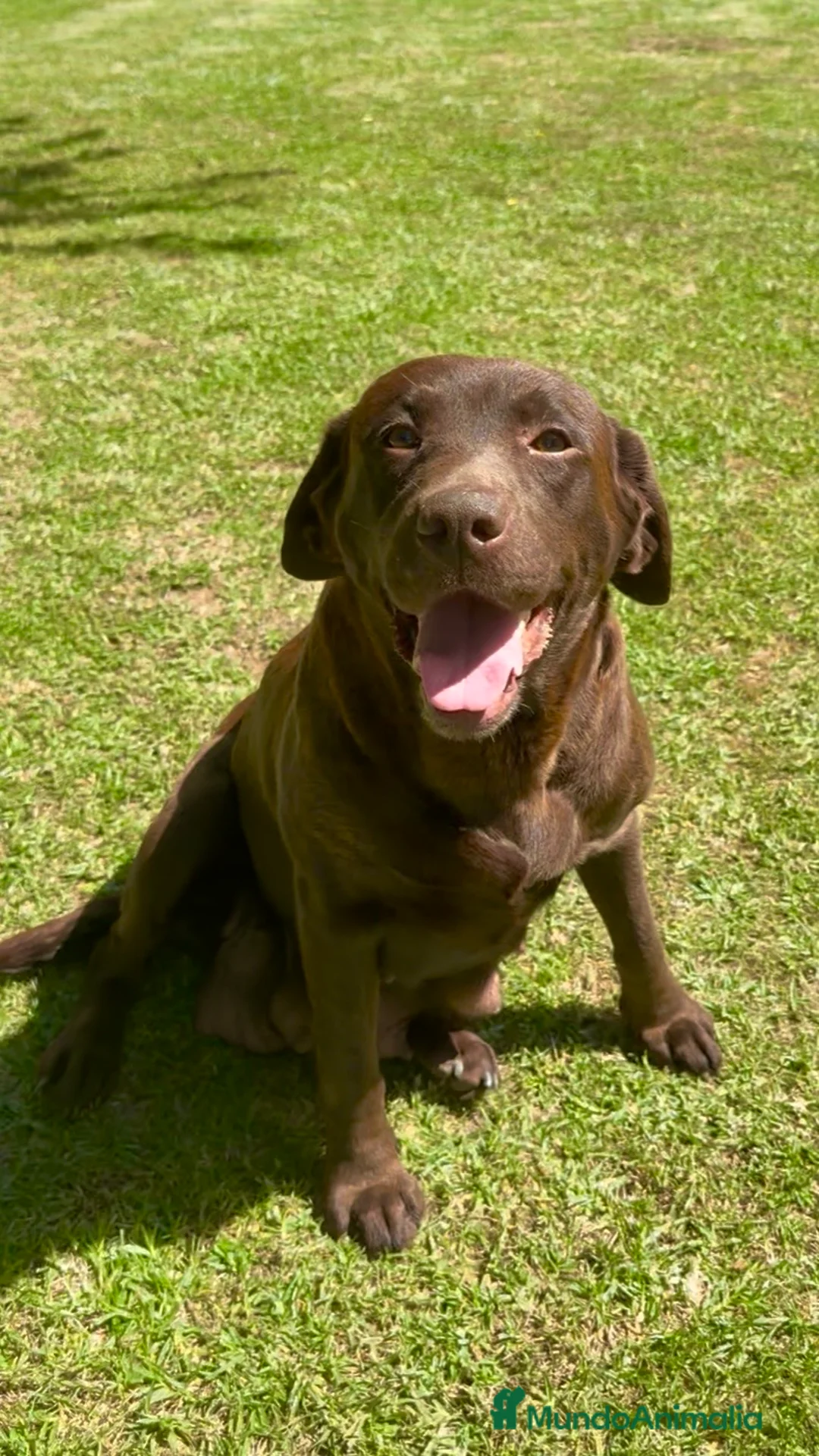 Labrador Retriever perros en venta: Cachorros Labrador Retriever  en Pontevedra - Anuncio 3