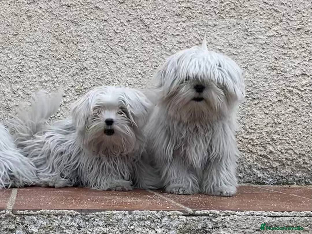 Bichón Maltés perros en venta: Bichon Maltes disponibles en Asturias - Anuncio 7