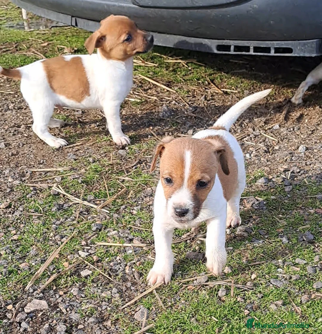 Jack Russell Terrier perros en venta: Jack russell  - Anuncio 1