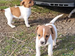 Jack Russell Terrier perros Jack russell - Anuncio 6