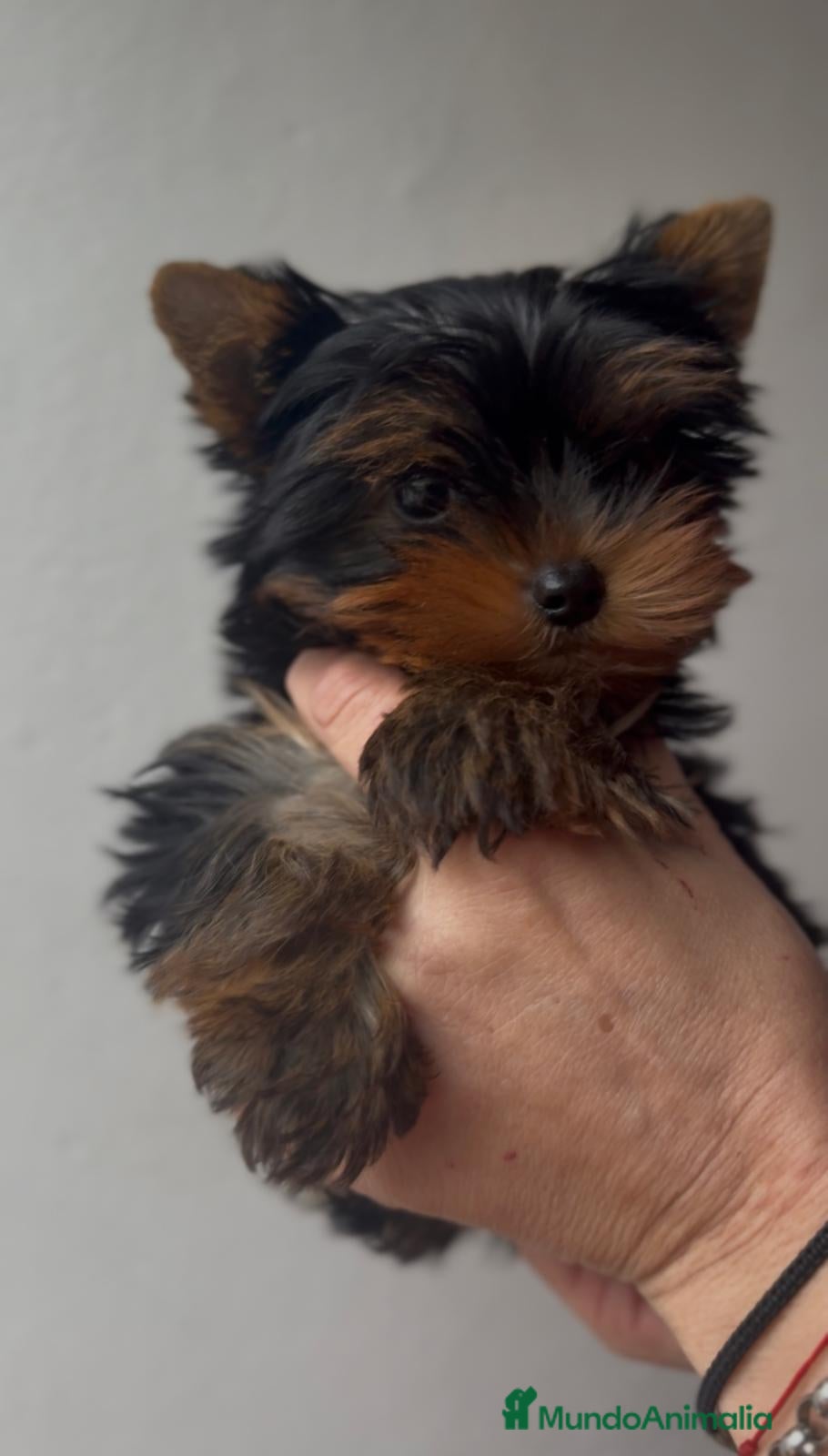 Yorkshire Terrier perros Yorkshire terrier toy - Anuncio 17