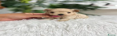 Maltipoo 1