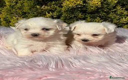 Bichón Maltés perros en venta: Bichon maltes hembra - Imagen 2