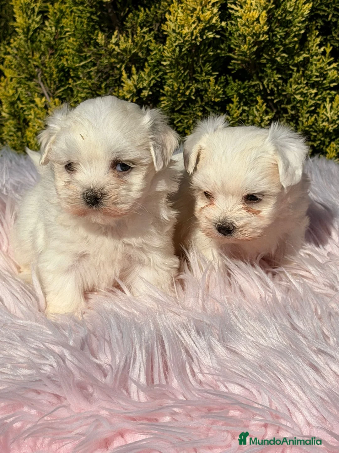 Bichón Maltés perros en venta: Bichon maltes hembra - Anuncio 2