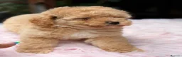 Caniche Enano perros en venta: CAMADA CANICHE ENANO APRICOT - Anuncio 6