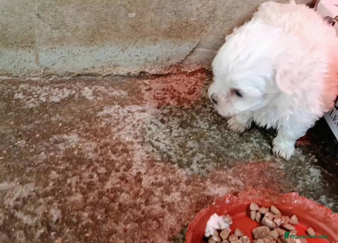Bichón Maltés perros en venta: BICHÓN MALTES MACHITO  - Anuncio 2