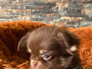 Chihuahua perros - Anuncio 17