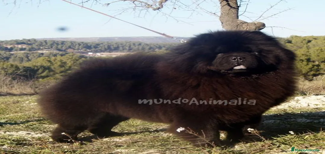 Imagen de galería {{count}}