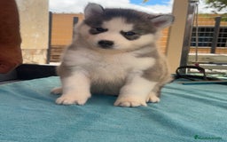 Husky Siberiano perros en venta: Cachorro husky - Imagen 3