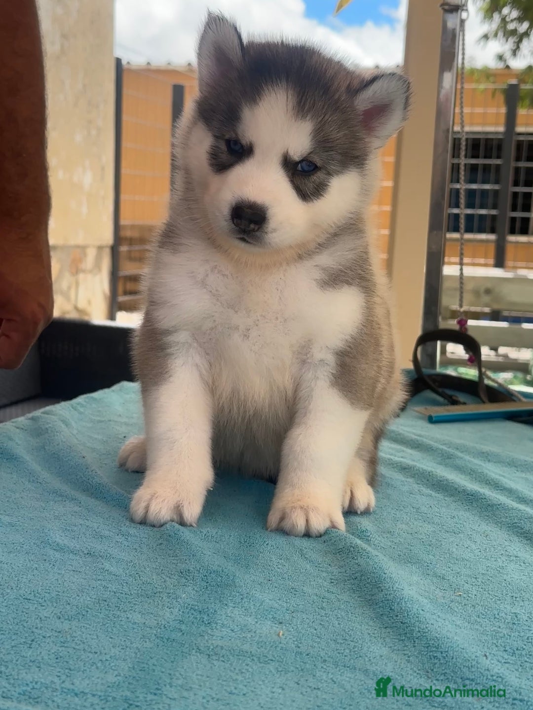 Husky Siberiano perros en venta: Cachorro husky - Imagen 3