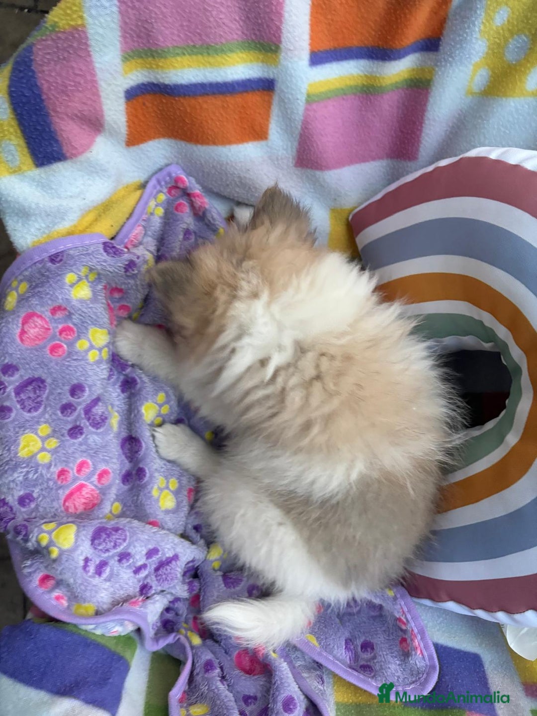 Pomerania perros en venta: Preciosa pomerania hembra - Imagen 6