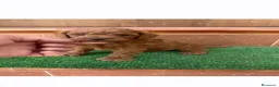 Caniche Toy perros en venta: Caniche toy asiatico 604370339 Benidorm  - Anuncio 2