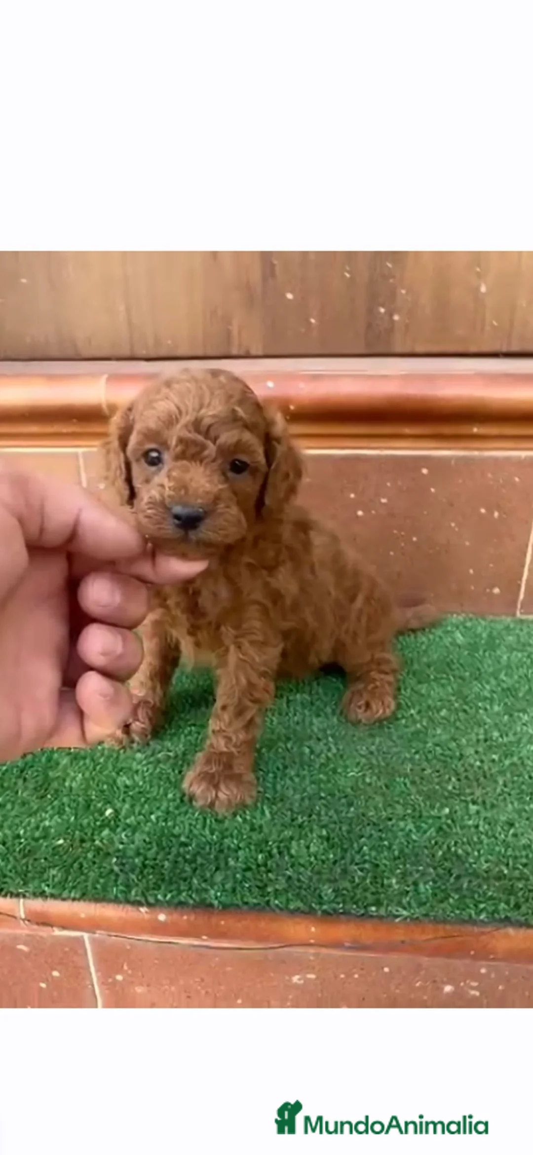 Caniche Toy perros en venta: Caniche toy asiatico 604370339 Benidorm  - Anuncio 2