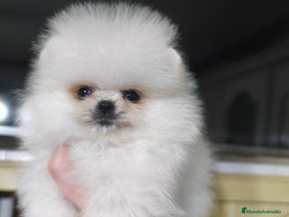 Pomerania perros Pomerania micro línea rusa y coreana - Anuncio 1