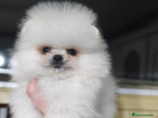 Pomerania perros Pomerania mini línea rusa y coreana - Anuncio 36