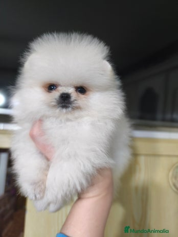Pomerania perros Pomerania micro línea rusa y coreana - Anuncio 1