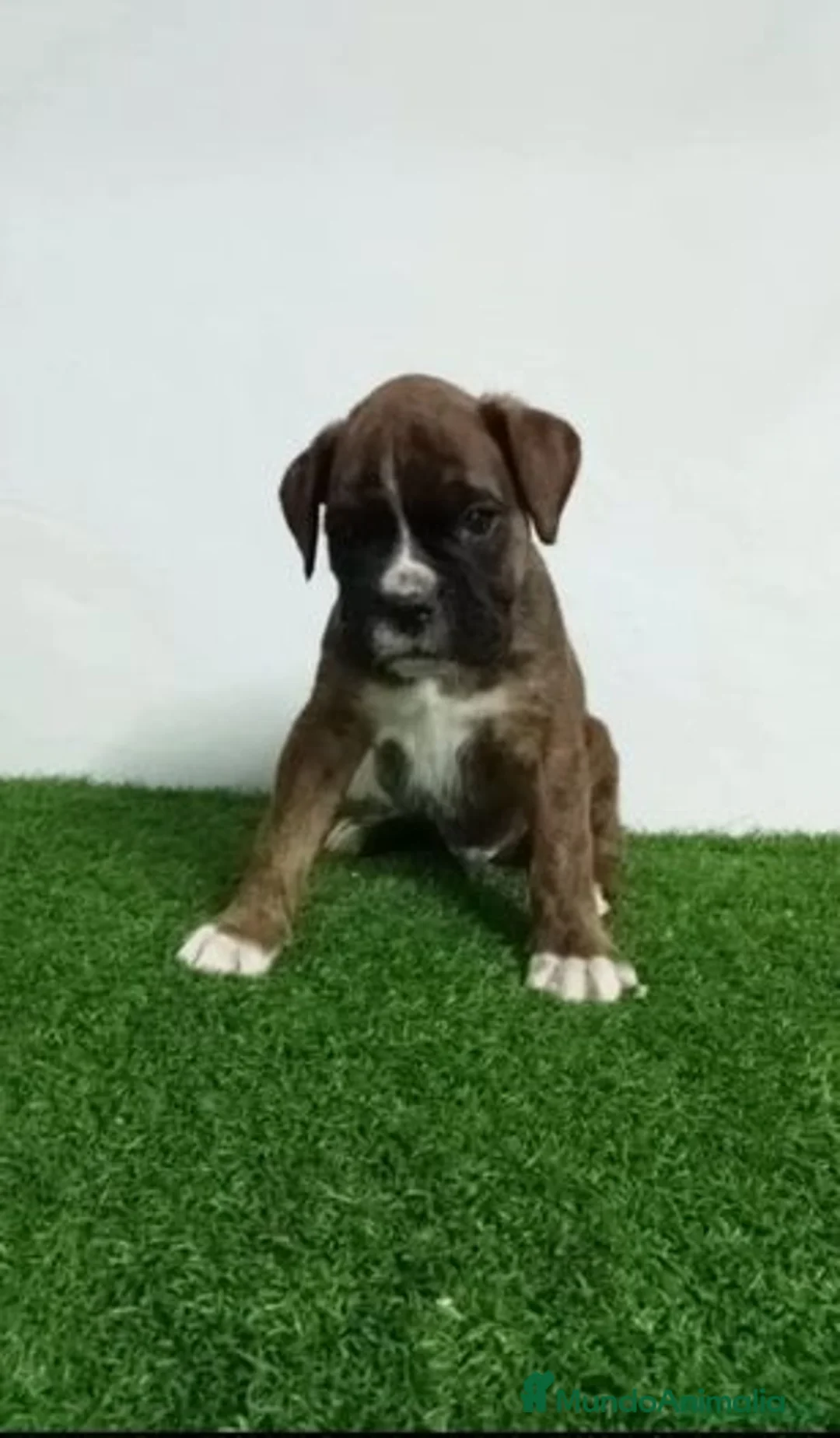 Boxer perros en venta: Bóxer  - Imagen 2