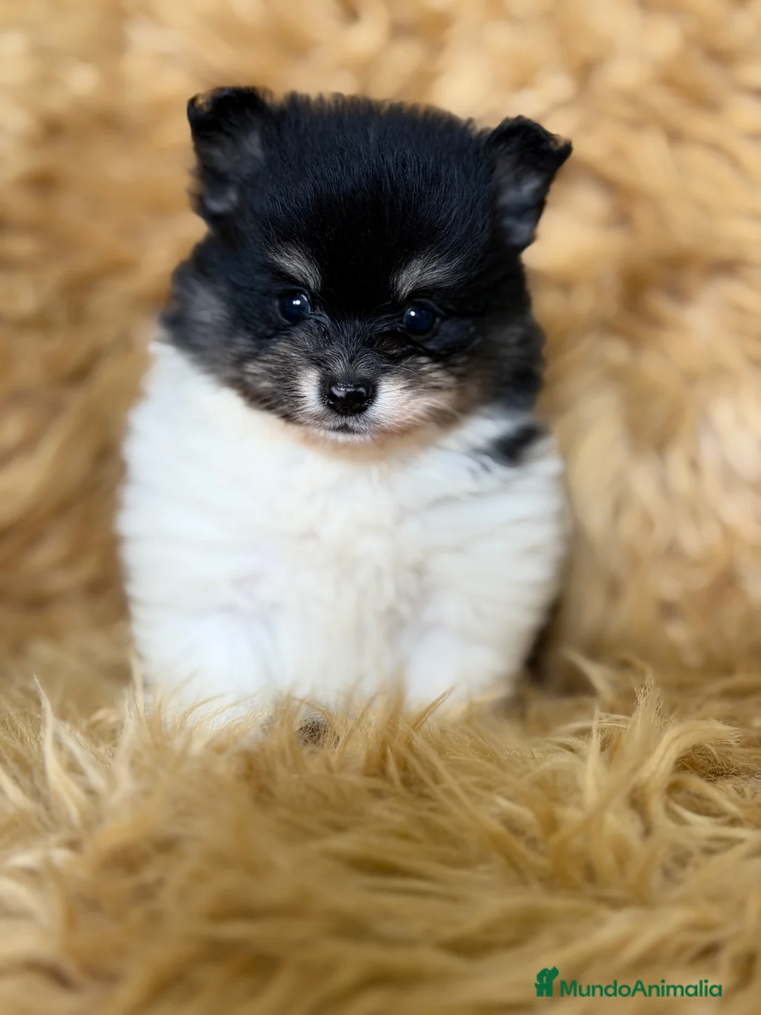 Pomerania perros en venta: Pomerania Minitoy partycolor - Anuncio 2