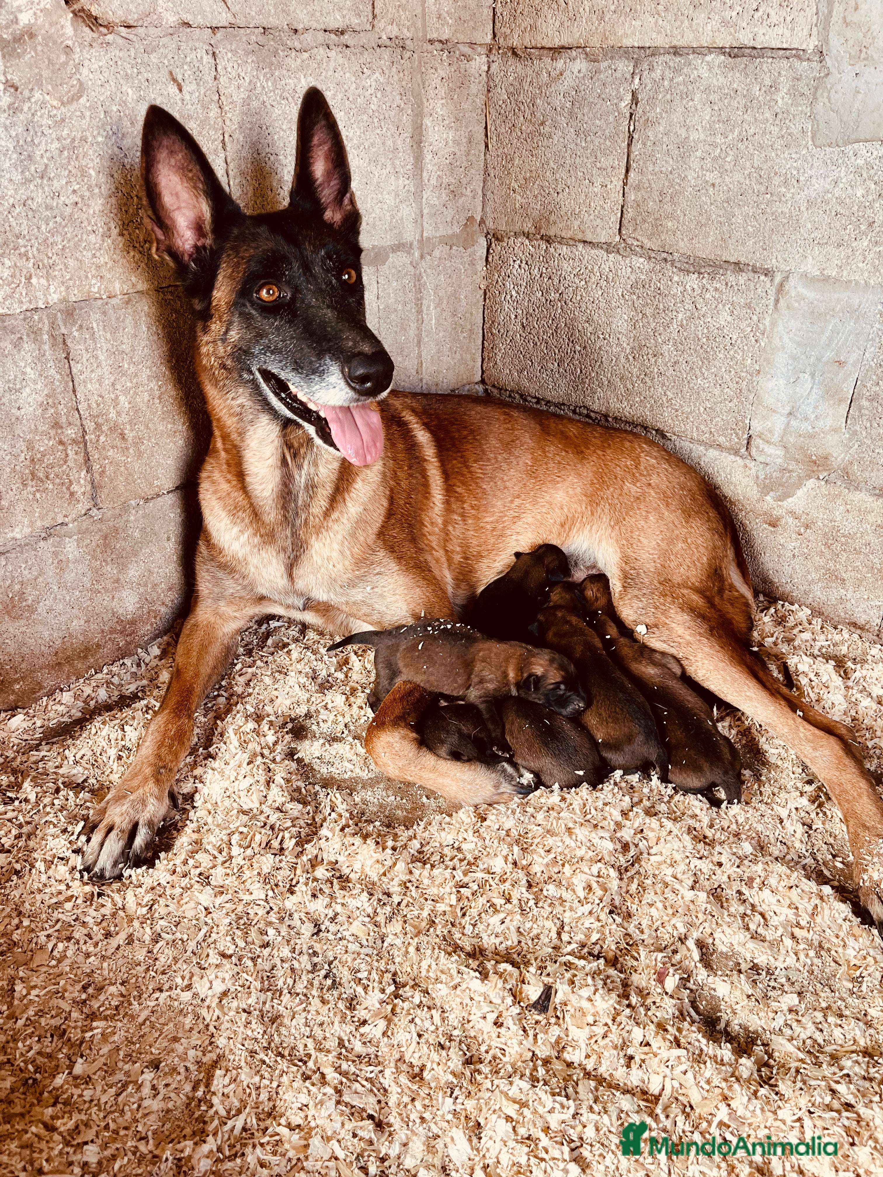 Pastor Belga Malinois perros Pastor belgas malinois  - Anuncio 1