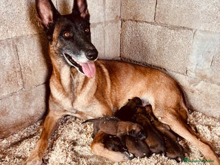 Pastor Belga Malinois perros Pastor belgas malinois - Anuncio 1