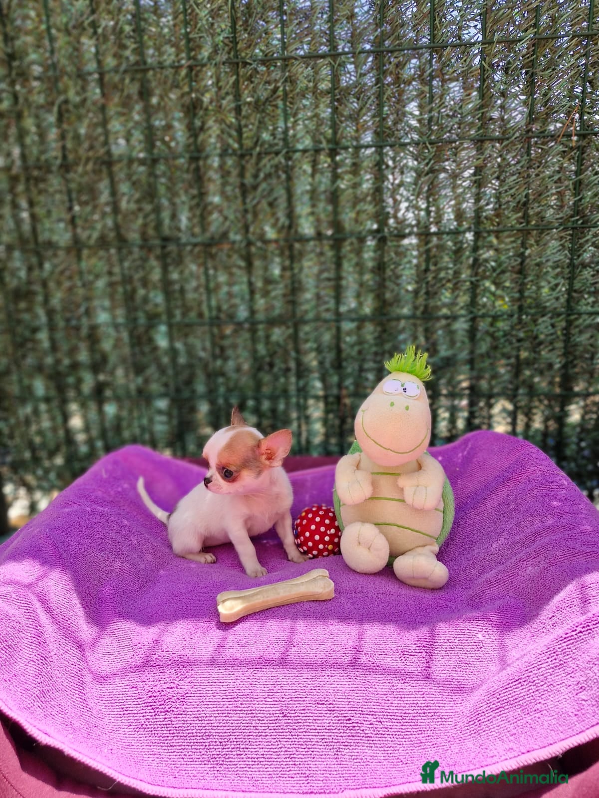 Chihuahua perros Chihuahuas toy  en Barcelona - Anuncio 2