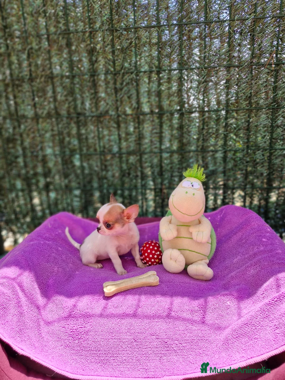 Chihuahua perros en venta: Chihuahuas toy  en Barcelona - Anuncio 2