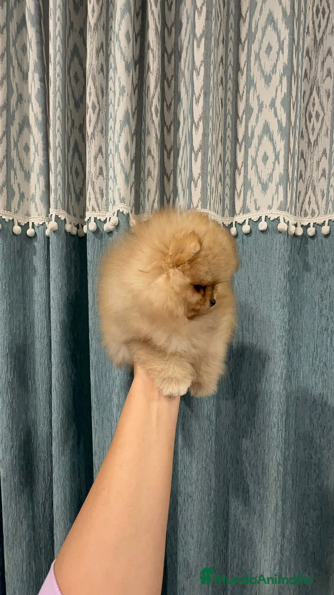 Pomerania perros en venta: Pomeranias súper mono y chatos - Anuncio 8