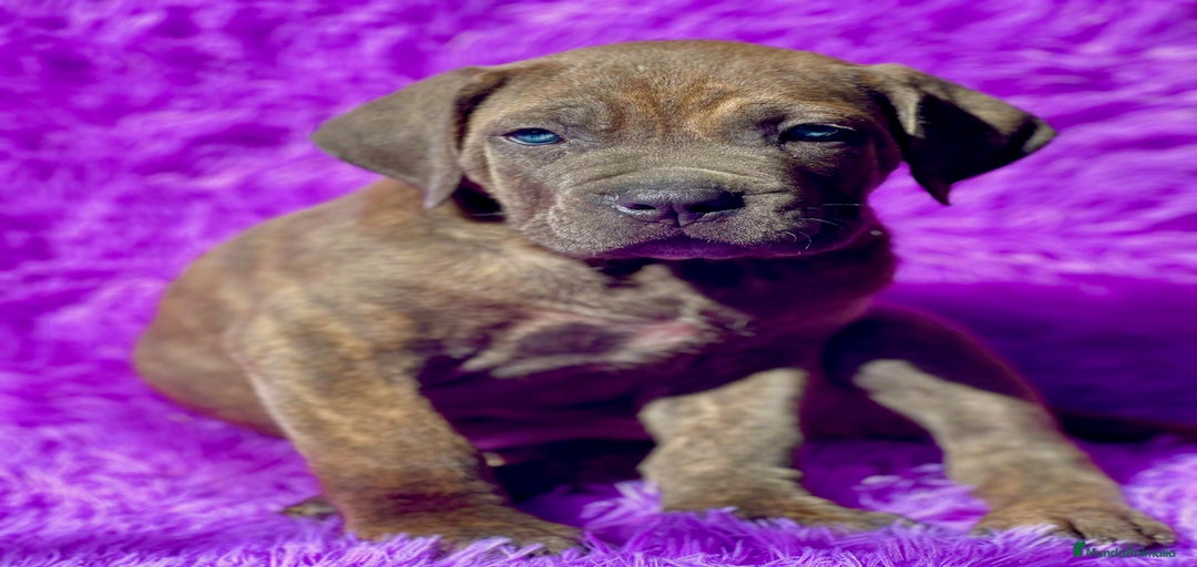 Imagen de galería {{count}}